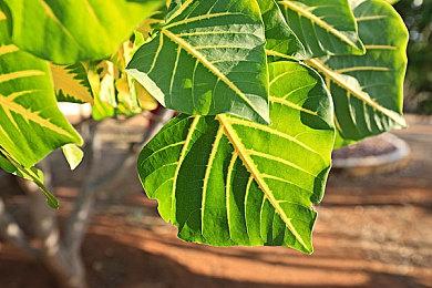 《地狱之刃2》游戏发售后销量惨淡 叫好不叫座？